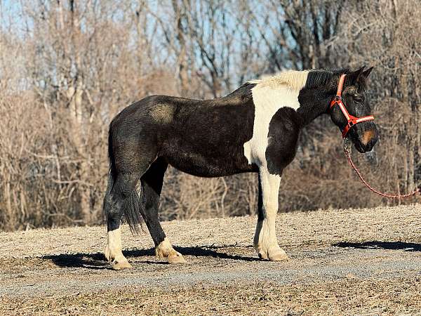17-hand-draft-mare