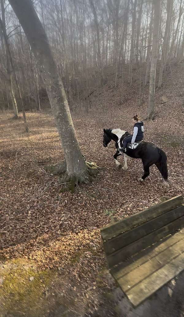 17-hand-draft-horse