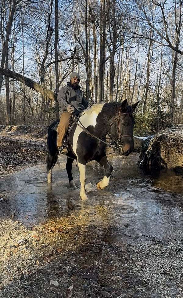 17-hand-mare