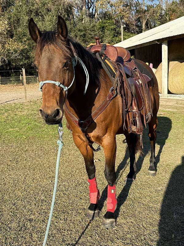 quarter-pony-for-sale