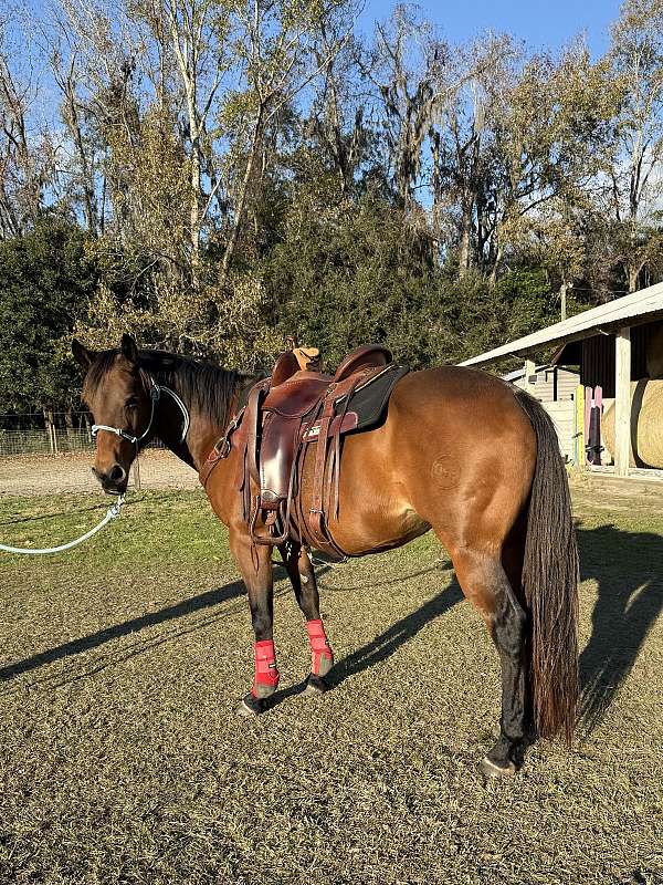quarter-pony-mare