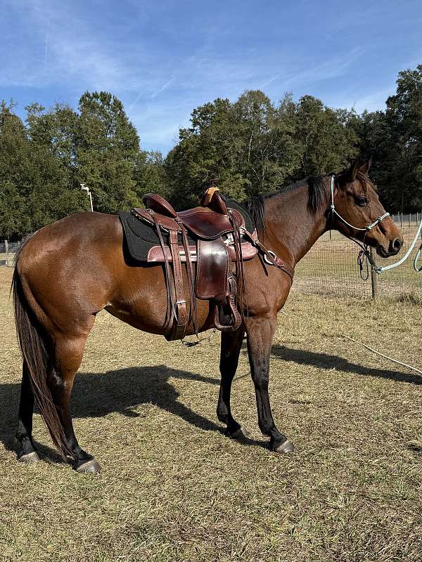 quarter-pony