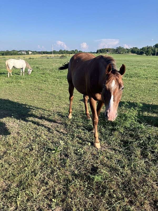 appaloosa-horse