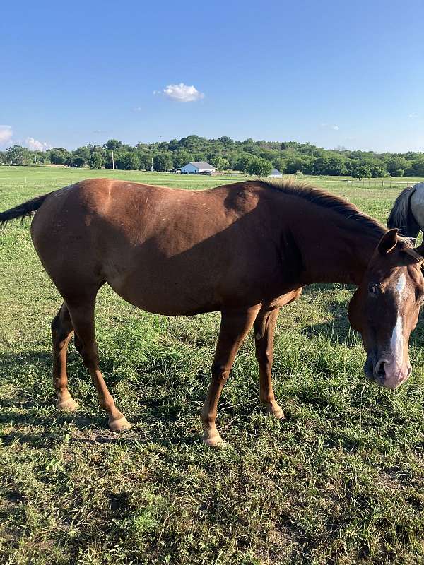 sorrel-appaloosa-horse