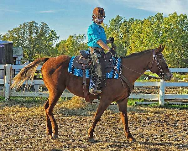 all-around-appaloosa-horse