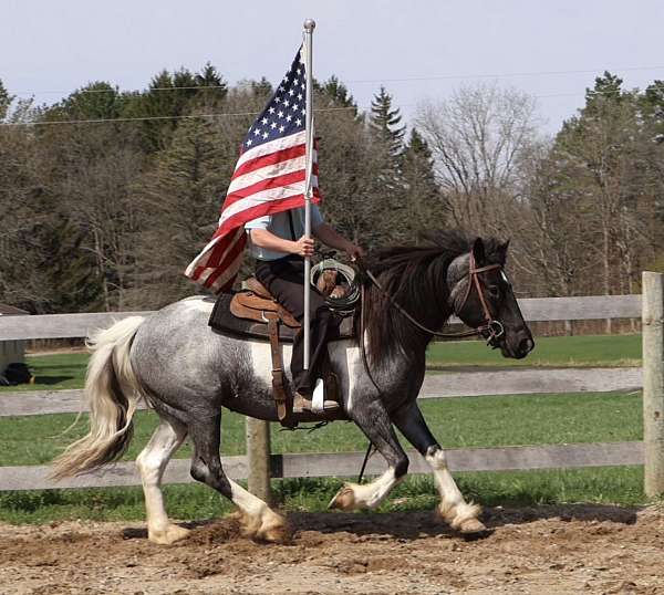 athletic-draft-horse
