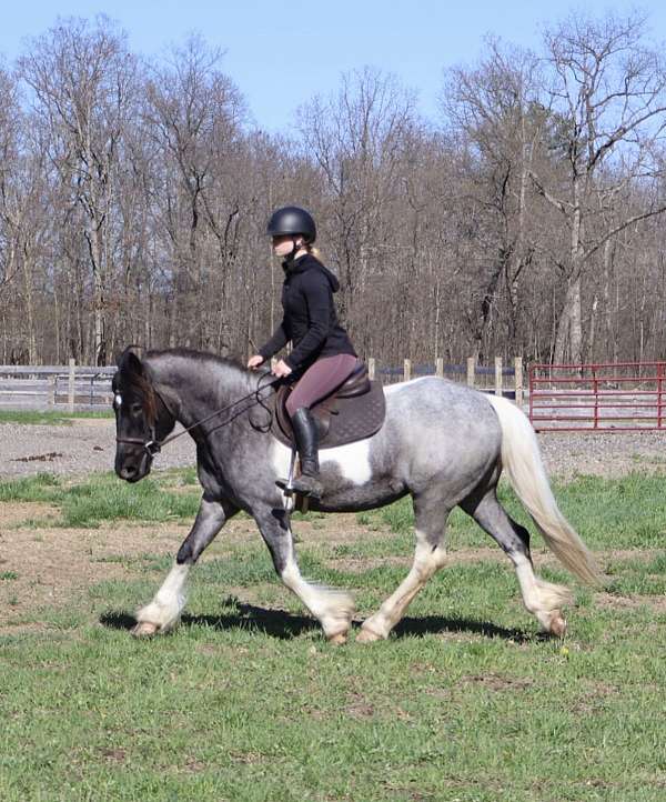 all-around-draft-horse