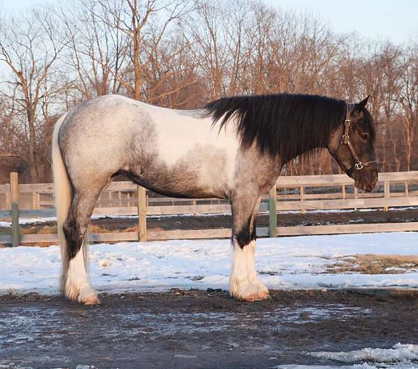 husband-safe-draft-horse