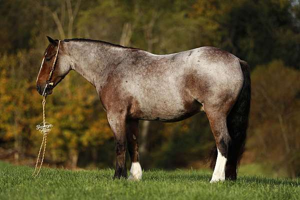 white-blaze-socks-horse