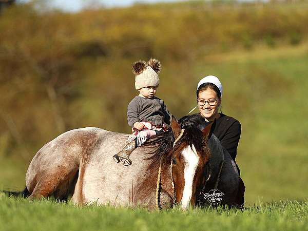 beginner-gypsy-vanner-horse