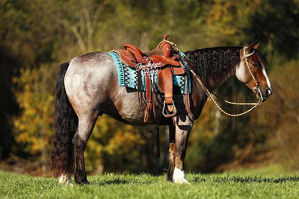 driving-gypsy-vanner-horse