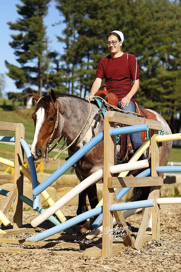 flashy-gypsy-vanner-horse