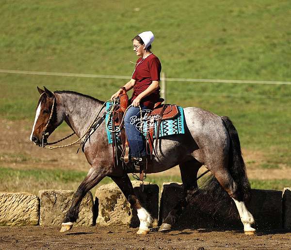 husband-safe-gypsy-vanner-horse