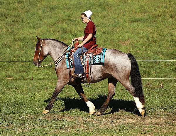 kid-safe-gypsy-vanner-horse