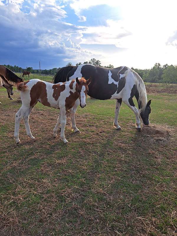 breeding-gaited-broodmare-foal