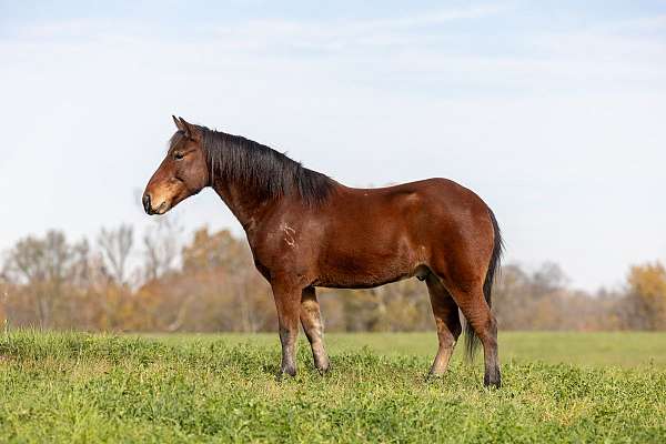bay-brands-pony