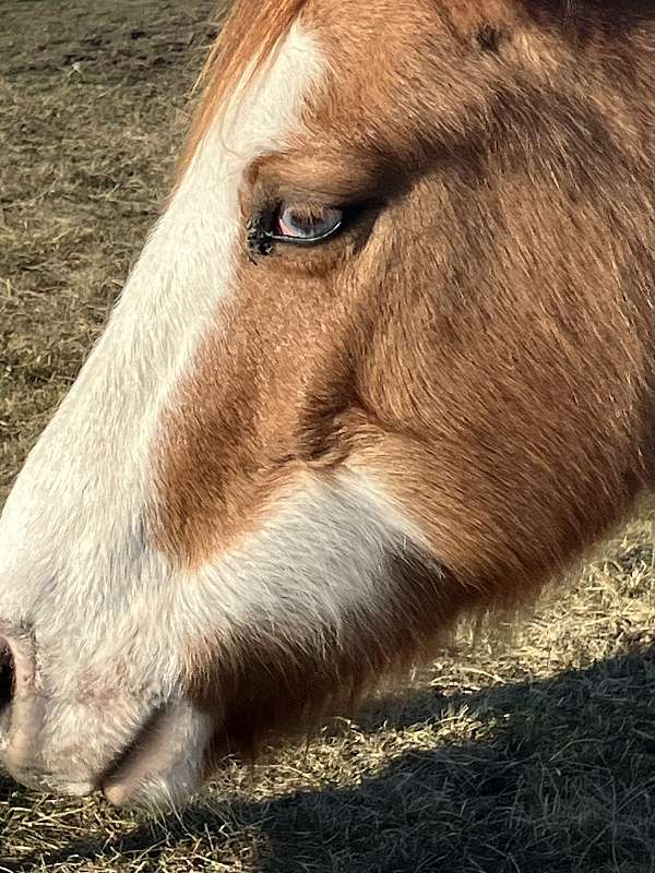 bald-face-stockings-on-back-legs-pony