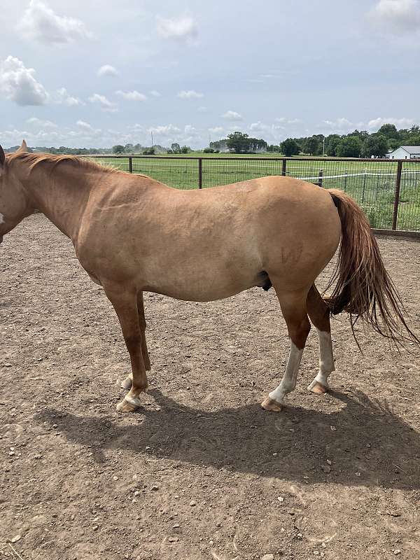 red-dun-bald-face-stockings-on-back-legs-horse