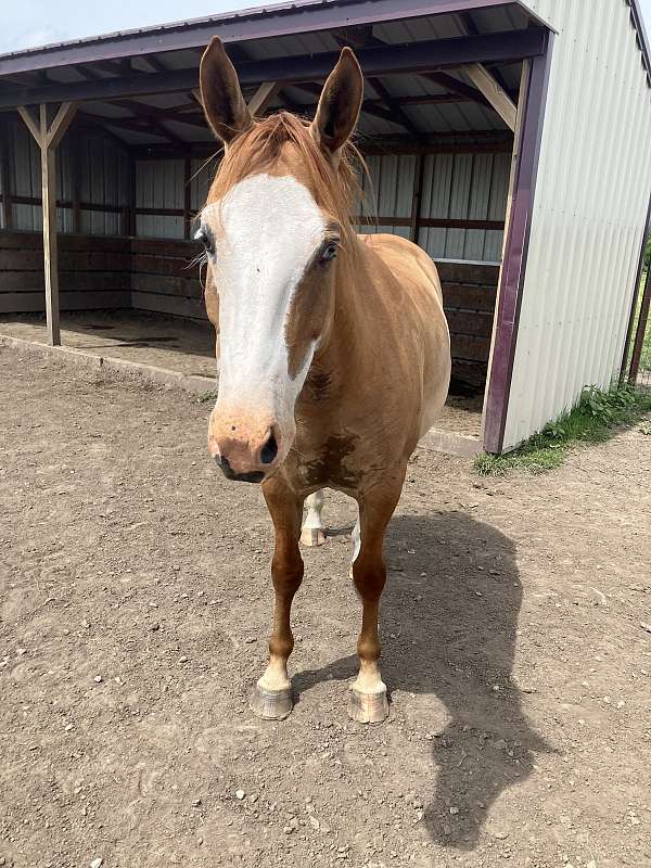 bald-face-stockings-on-back-legs-horse