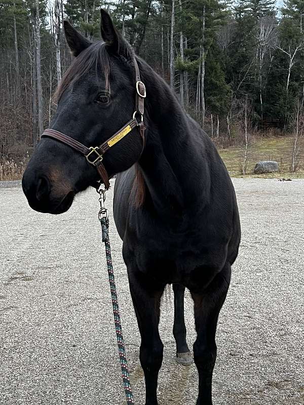 bulky-thoroughbred-horse