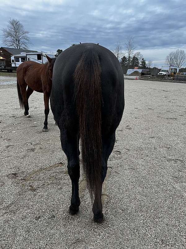 bulky-horse