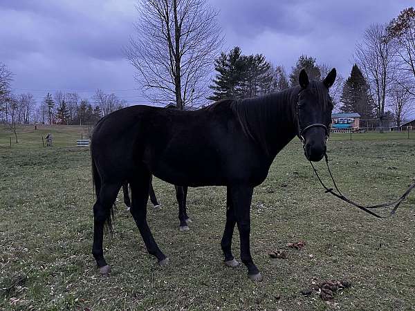 bulky-gelding
