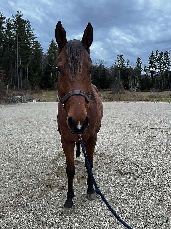 snip-star-horse