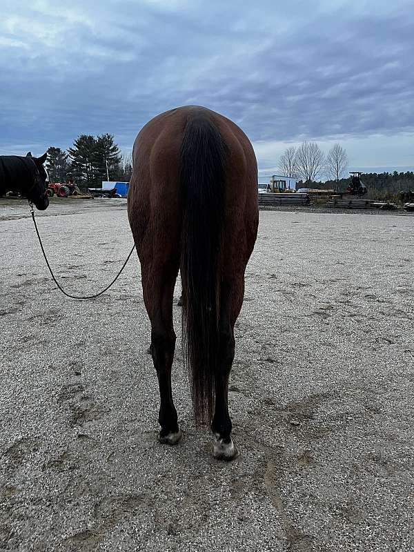 bay-snip-star-horse