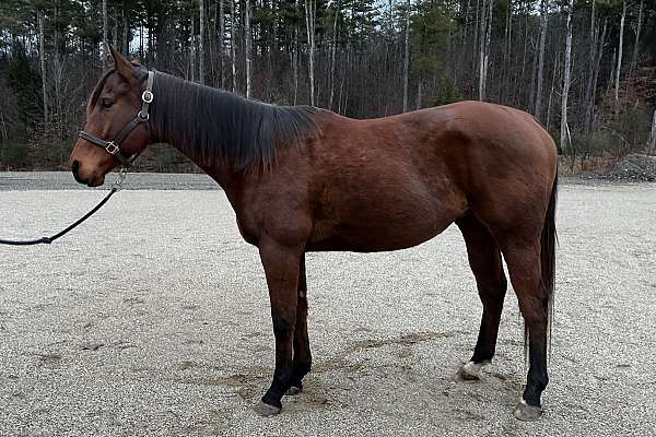 all-thoroughbred-horse