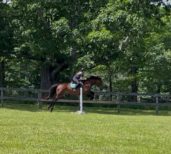 sportpony-iberian-pony