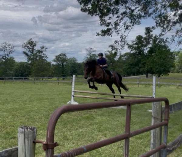 sportpony-prospect-iberian-pony