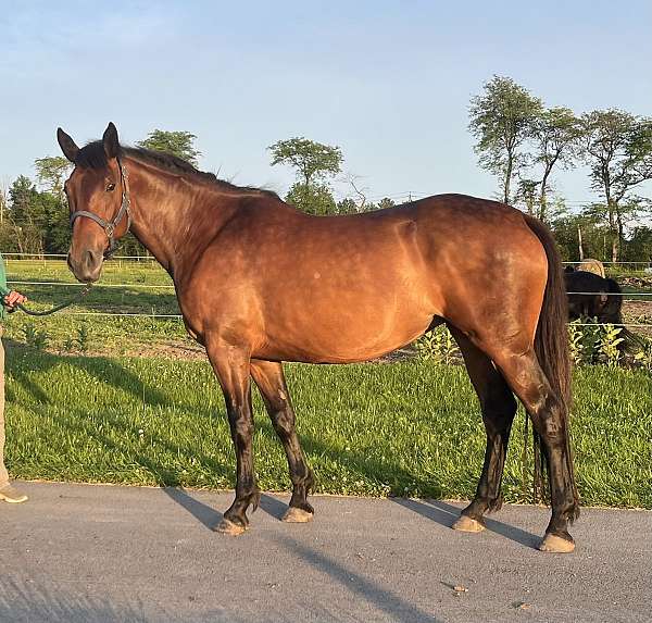 fox-hunter-iberian-pony