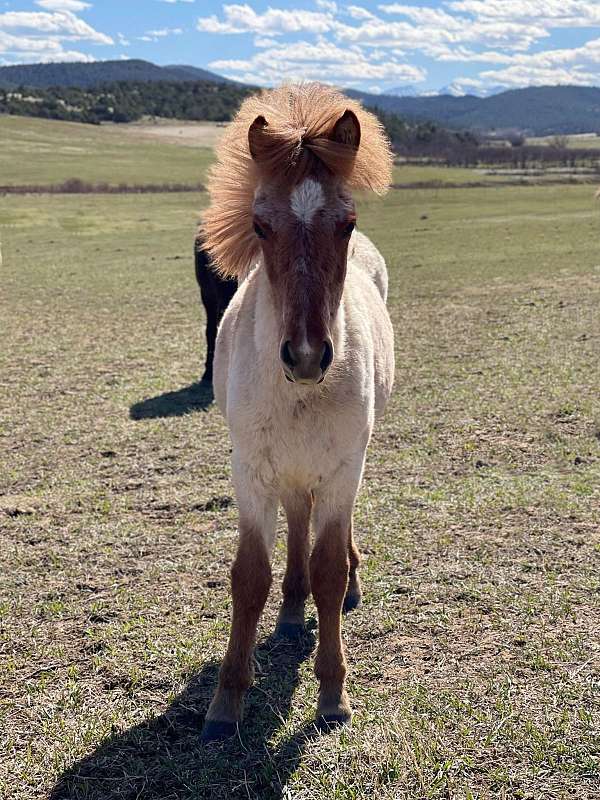 behaved-icelandic-horse