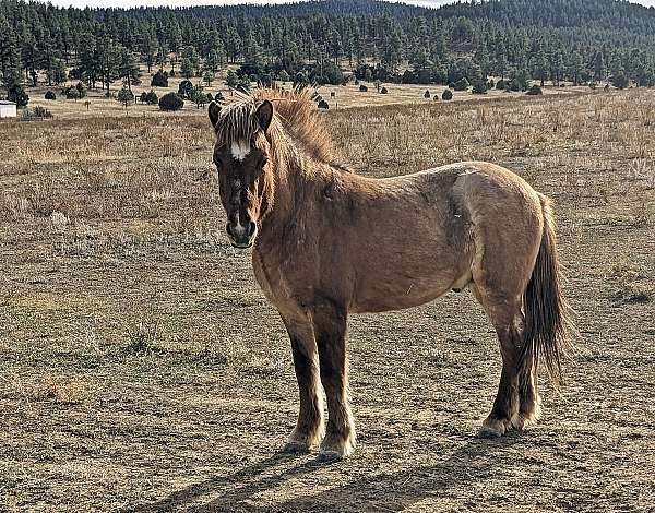 color-icelandic-horse