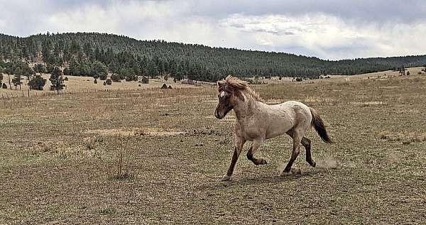curious-icelandic-horse