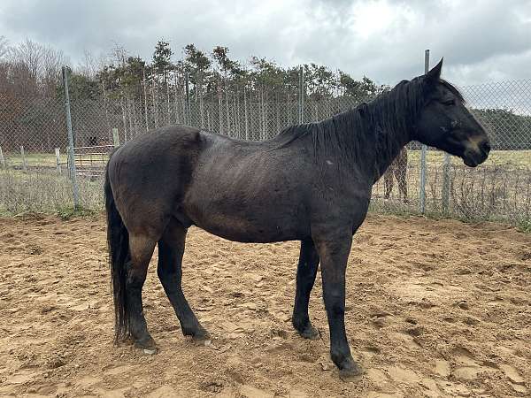 slbr-gelding-for-sale