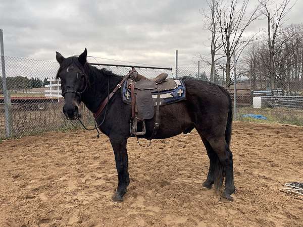 slbr-warmblood-for-sale