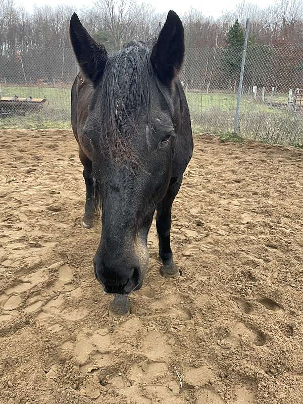 16-hand-slbr-horse