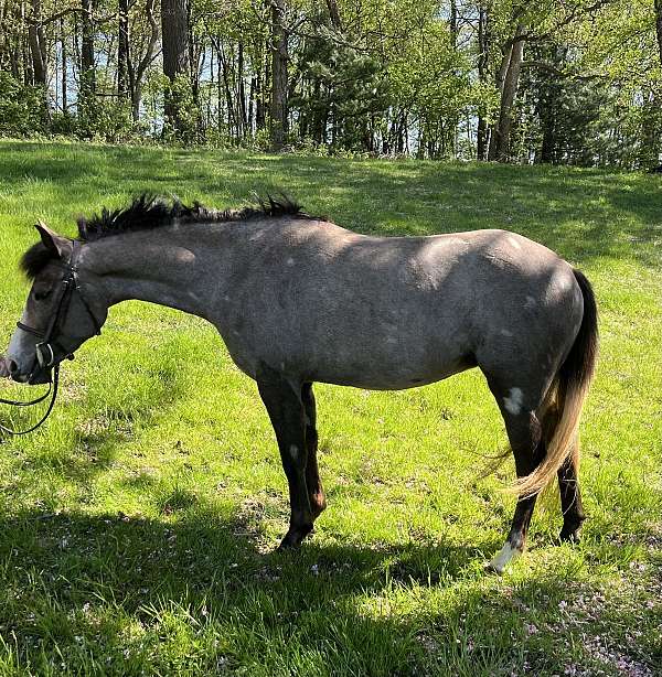 all-around-welsh-pony