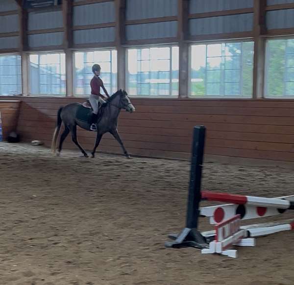 beginner-welsh-pony