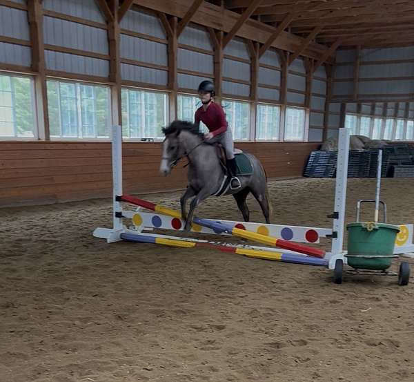 dappled-welsh-pony