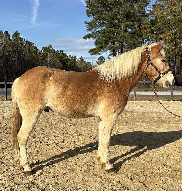 sorrel-haflinger-gelding