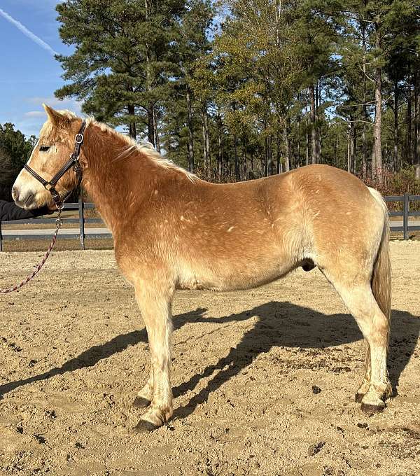 sorrel-gelding-for-sale