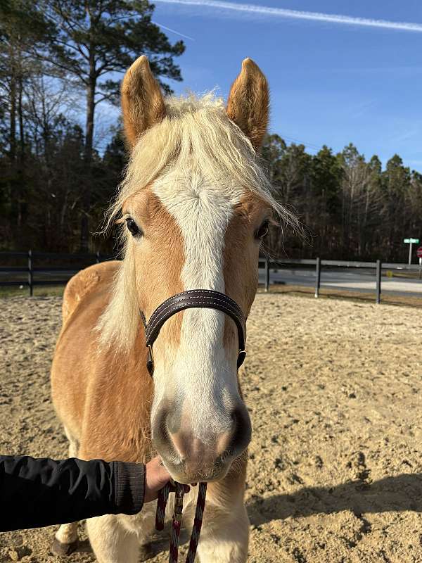 15-hand-haflinger-gelding