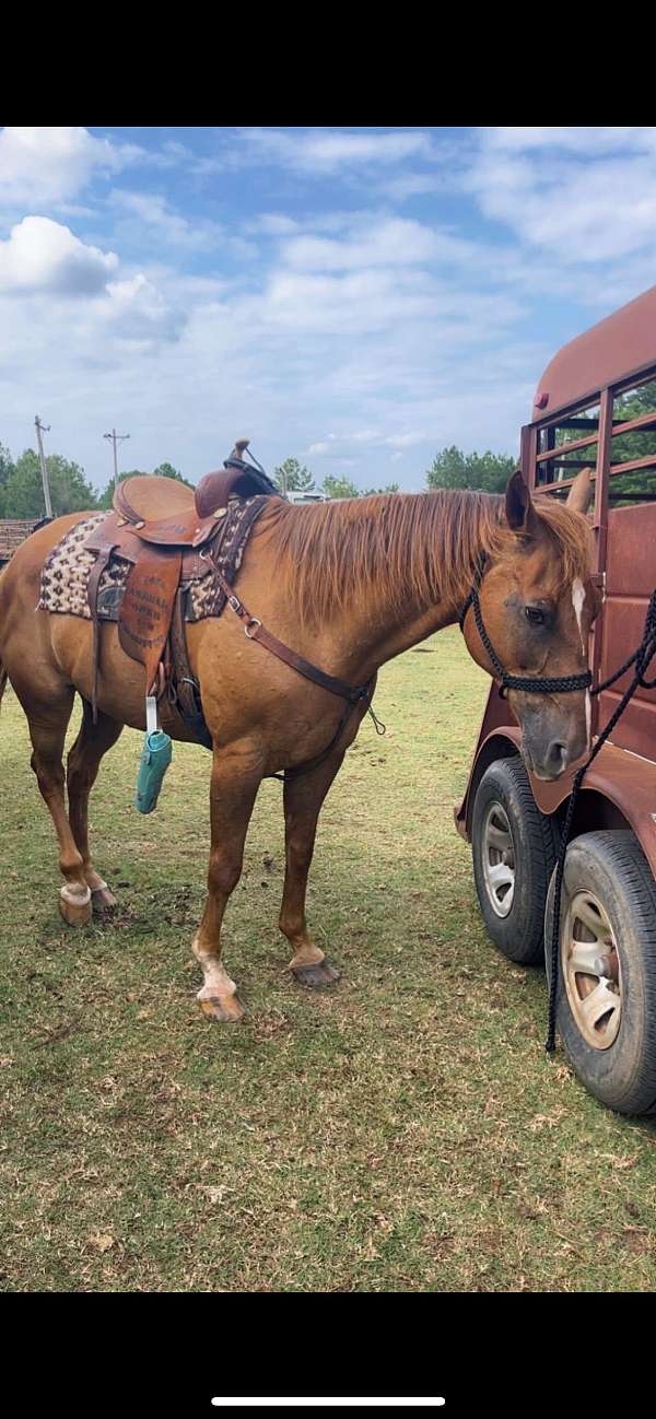 strip-socks-on-front-back-left-horse