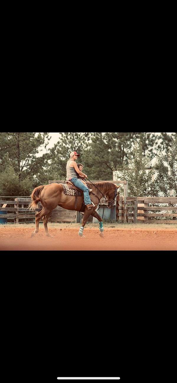brown-strip-socks-on-front-back-left-horse