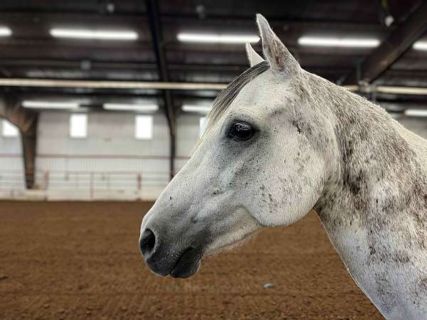 red-roan-on-ears-neck-horse