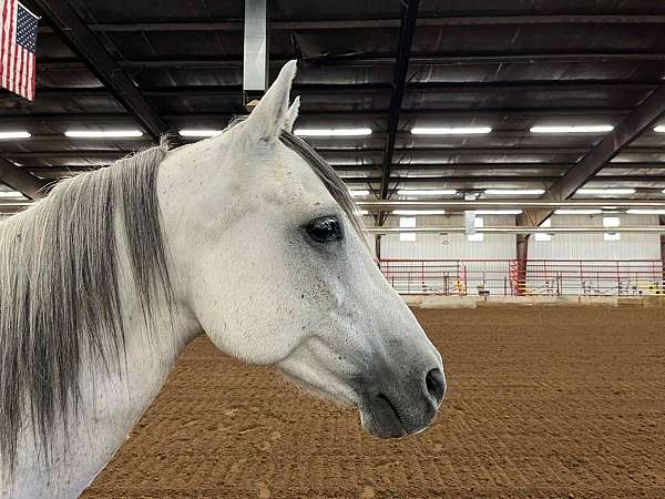 grey-red-roan-on-ears-neck-horse