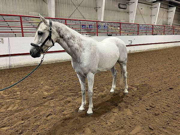 all-around-andalusian-horse