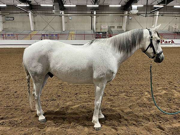 athletic-andalusian-horse
